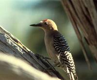 Gila Woodpecker