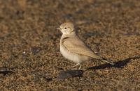 m�rkhalelerke / bar-tailed desert lark (Ammomanes cincturus)