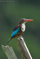 White-throated-Kingfisher