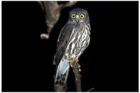 Brown Hawk Owl