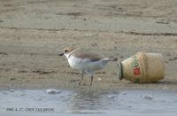 Kentish Plover Charadrius alexandrinus 흰물떼새