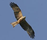 Black Kite (Milvus migrans)