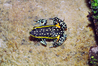 : Ameerega flavopicta