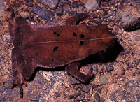 : Bufo margaritifer; South American Common Toad