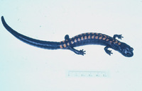 : Pseudoeurycea gigantea