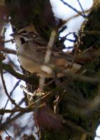 : Chondestes grammacus; Lark Sparrow