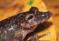 : Scinax garbei; Fringe-lipped Treefrog