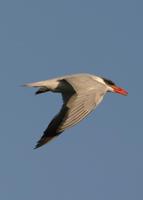 : Hydroprogne caspia; Caspian Tern