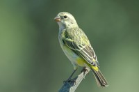 : Serinus flaviventris; Yellow Canary