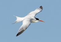 : Sterna elegans; Elegant Tern