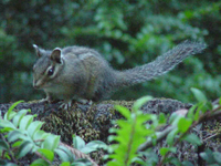 : Tamias townsendii; Townsend's Chipmunk