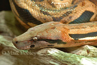 : Acranthophis madagascariensis; Madagascar Boa