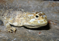 : Agama hispida; Southern Spiny Agama