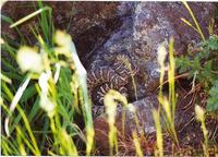 : Crotalus viridis oreganus; Northern Pacific Rattlesnake