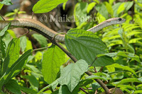 : Dispholidus typus; Boomslang