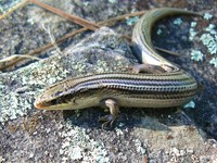 : Eumeces multivirgatus; Many-lined Skink