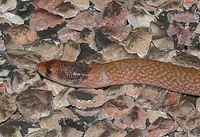 : Pygopus nigriceps; Western Hooded Scaly-foot