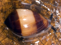 : Melampus fasciatus