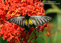 : Troides helena; Common Birdwing Butterfly
