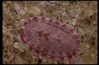 : Tonicella lokii; Lined Chiton