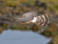 Hen Harrier