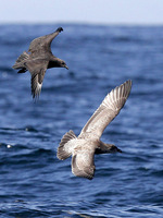 South Polar Skua attacking juvenile Western Gull. 30 September 2006.