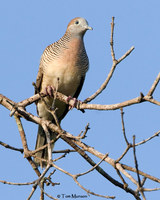 Zebra Dove