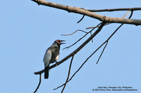 Coleto (a near Philippine endemic) Scientific name - Sarcops calvus