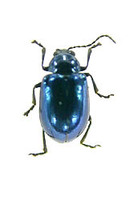 カミナリハムシの一種 Altica sp.
