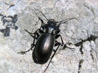 Carabus macrocephalus
