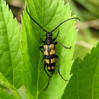 Leptura quadrifasciata quadrifasciata var. tixieri