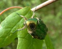 Cetonia aurata aurata