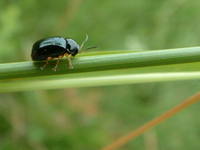 Cryptocephalus ocellatus