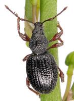 Otiorhynchus ovatus