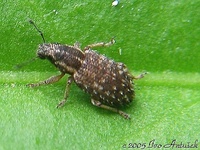 Sitona hispidulus