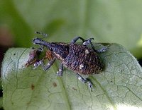 Lepyrus palustris