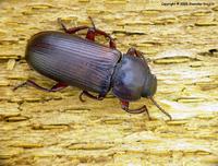 Tenebrio molitor - Yellow Mealworm