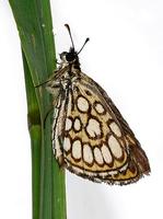 Heteropterus morpheus - Large Chequered Skipper