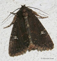 Mesapamea secalis - Common Rustic