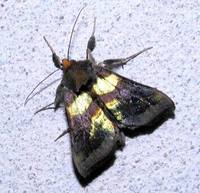 Diachrysia chrysitis - Burnished Brass