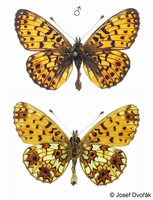 Boloria selene - Small Pearl-bordered Fritillary