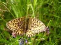 Brenthis ino - Lesser Marbled Fritillary