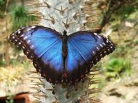 Morpho peleides - Blue Morpho