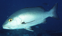 Lutjanus bohar, Two-spot red snapper: fisheries, gamefish