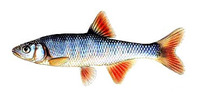 Lythrurus ardens, Rosefin shiner: