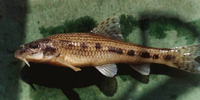 Gobio gobio gobio, Gudgeon: fisheries, aquarium, bait