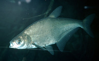 Ballerus ballerus, Zope: fisheries
