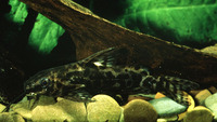 Synodontis afrofischeri, Fischer's Victoria squeaker: