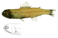 Diaphus problematicus, :