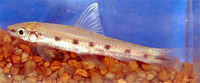 Crossocheilus nigriloba, :